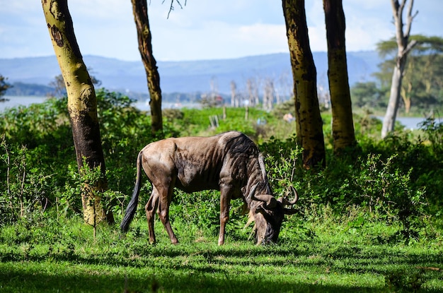 Gnus Gnu Essen Gras im Naivasha Park Kenia Afrika