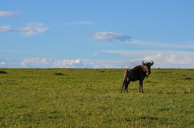 Gnus Gnu Wandern im Masai Mara National Park Kenia Afrika