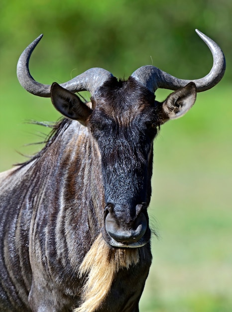 Gnus im Masai Mara Nationalpark. Kenia