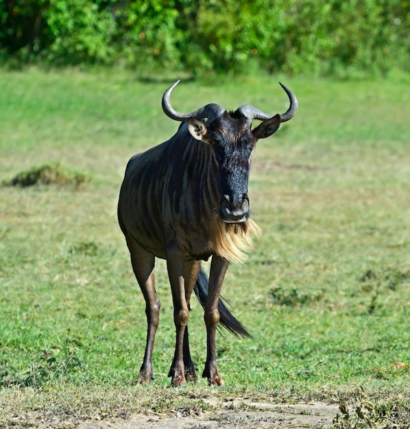 Gnus im masai mara nationalpark. kenia