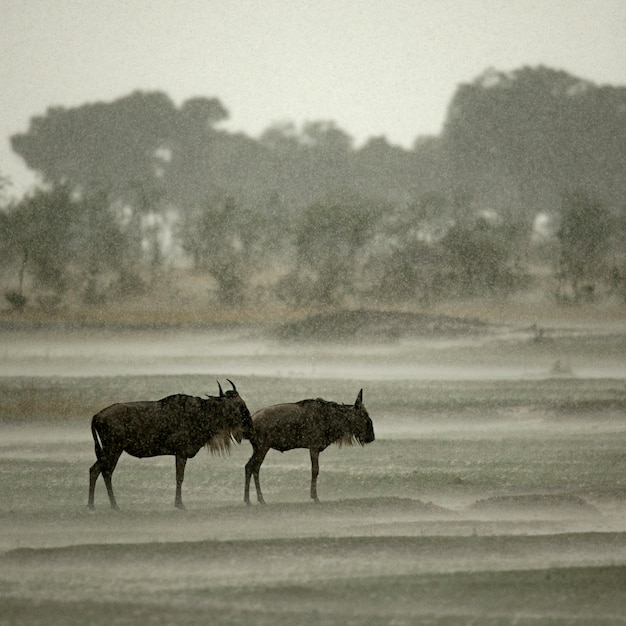 Gnus im Regen, Serengeti-Nationalpark, Serengeti, Tansania, Afrika