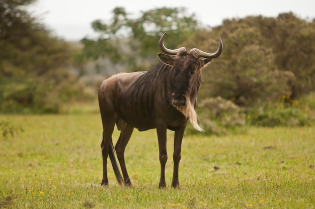 Gnus in der Savanne