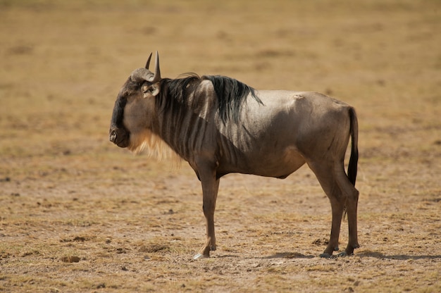 Gnus in der Savanne