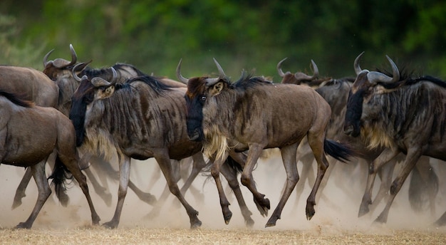 Gnus laufen durch den Savannah Motion-Effekt.