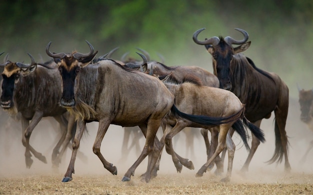 Gnus laufen durch den Savannah Motion-Effekt.