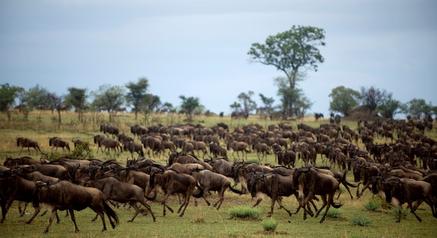 Gnus laufen, Serengeti National Park, Serengeti, Tansania, Afrika