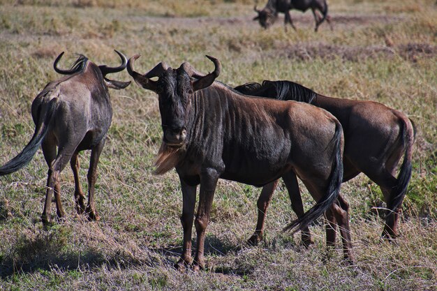 Gnus no safari no quênia e na tanzânia, áfrica