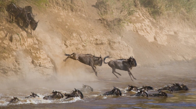 Gnus pulando no rio Mara