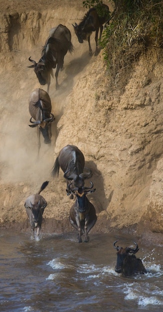 Gnus pulando no rio mara