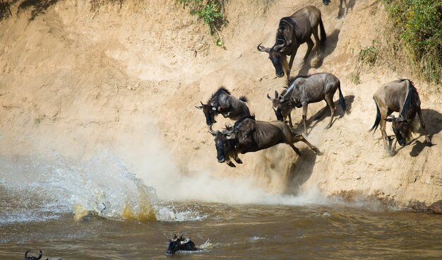 Gnus pulando no rio mara