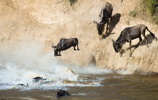 Gnus pulando no rio Mara