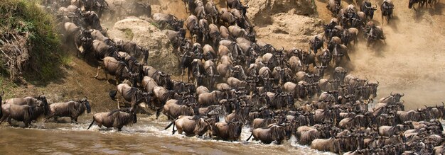 Gnus rennen zum Fluss Mara. Große Migration. Kenia. Tansania. Masai Mara Nationalpark.