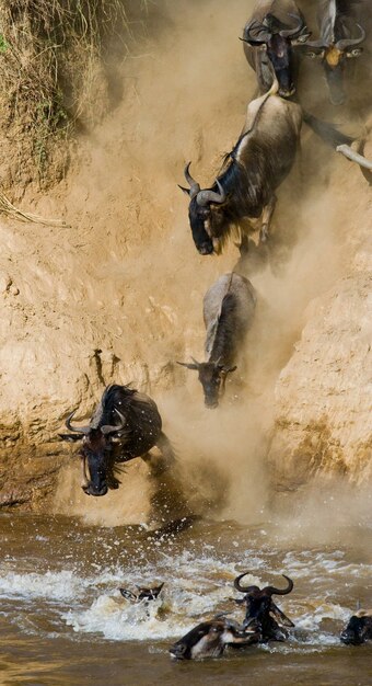 Gnus rennen zum Fluss Mara