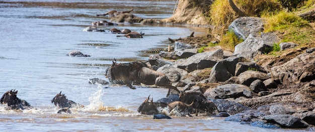 Gnus springen in den Mara River. Große Migration. Kenia. Tansania. Masai Mara Nationalpark.