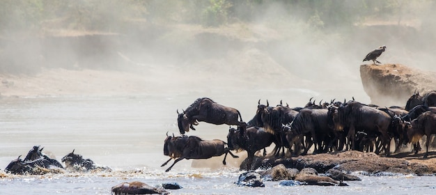 Gnus springen in den Mara River. Große Migration. Kenia. Tansania. Masai Mara Nationalpark.