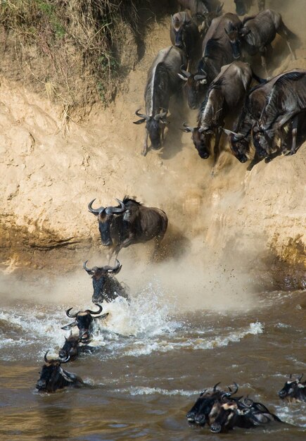 Gnus springen in den Mara River