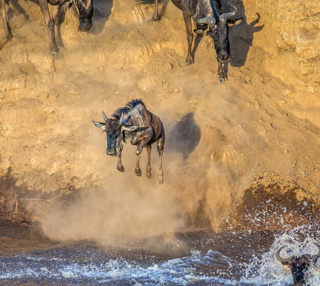 Gnus springen zum Mara River. Große Migration.