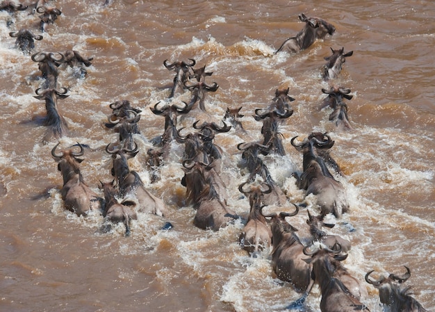 Gnus überqueren den Fluss Mara. Große Migration. Kenia. Tansania. Masai Mara Nationalpark.