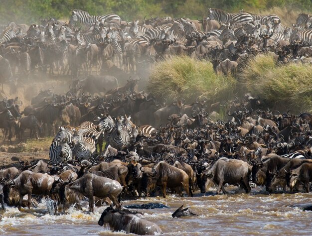 Gnus überqueren den Fluss Mara. Große Migration. Kenia. Tansania. Masai Mara Nationalpark.