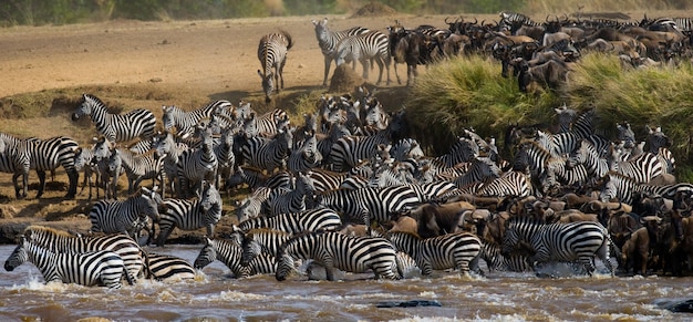 Gnus überqueren den Fluss Mara. Große Migration. Kenia. Tansania. Masai Mara Nationalpark.