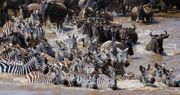 Gnus überqueren den Fluss Mara. Große Migration. Kenia. Tansania. Masai Mara Nationalpark.