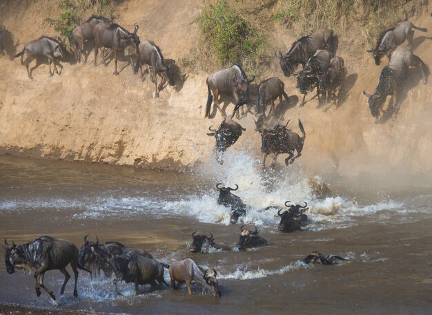 Gnus überqueren den Fluss Mara