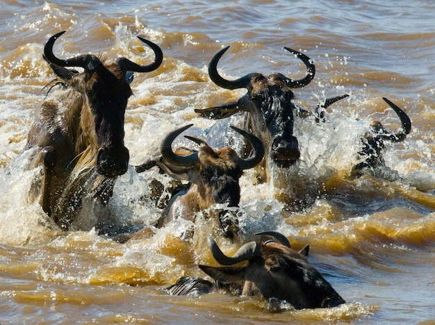 Gnus überqueren den Fluss Mara