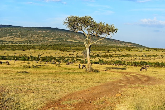 Foto gnus weiden in der savanne des masai mara parks