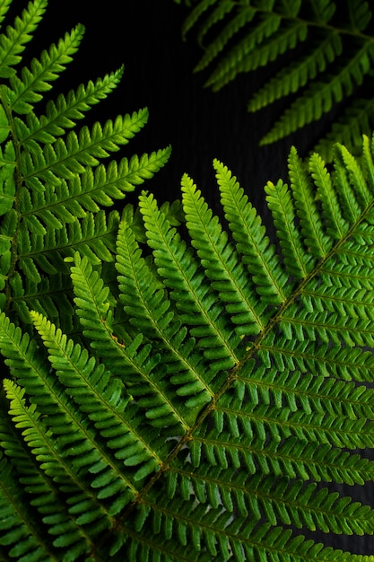 Go fundo verde samambaias deixar em fundo preto pedra ardósia