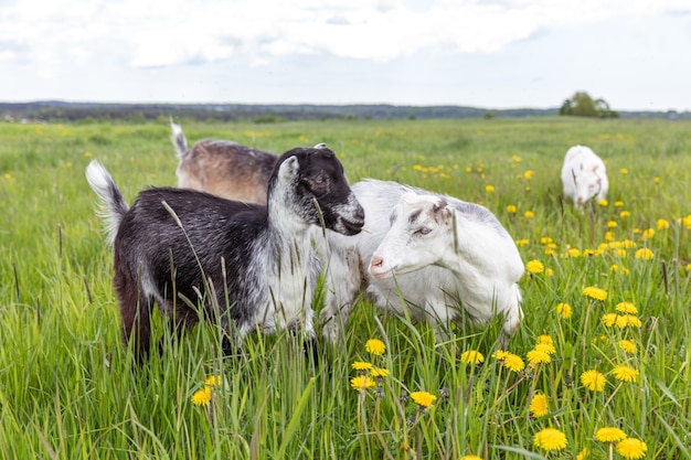 Goatling bonito ao ar livre na fazenda de animais ecológicos naturais orgânicos pastando livremente na cúpula de fundo do prado ...