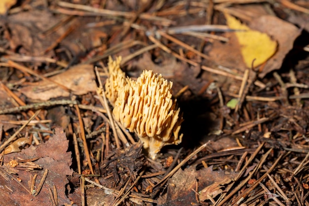 Goatsbeard Ramaria flava en bosques de pinos del este del Golfo Báltico de Finlandia a fines del verano