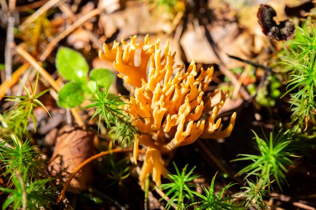 Goatsbeard Ramaria flava en bosques de pinos del este del Golfo Báltico de Finlandia a fines del verano