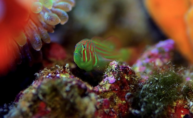 Gobi de coral palhaço verde - Gobiodon histrio