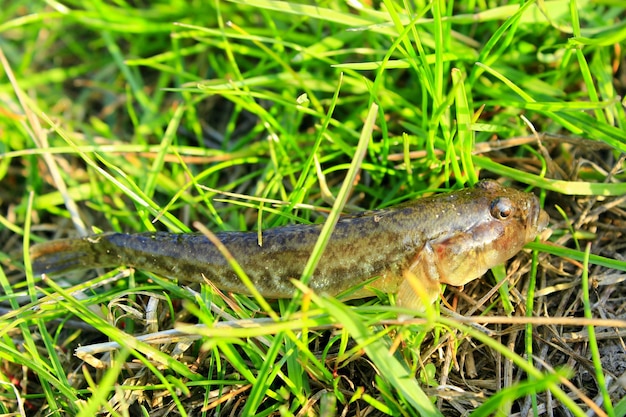 Gobio gobio atrapado en la pesca yace en la hierba