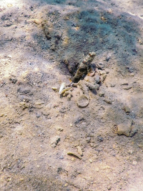 Gobio langostino manchado (Amblyeleotris guttata) bajo el agua, vida marina