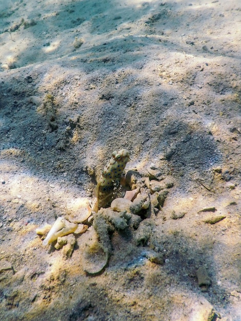 Gobio langostino manchado (Amblyeleotris guttata) bajo el agua, vida marina