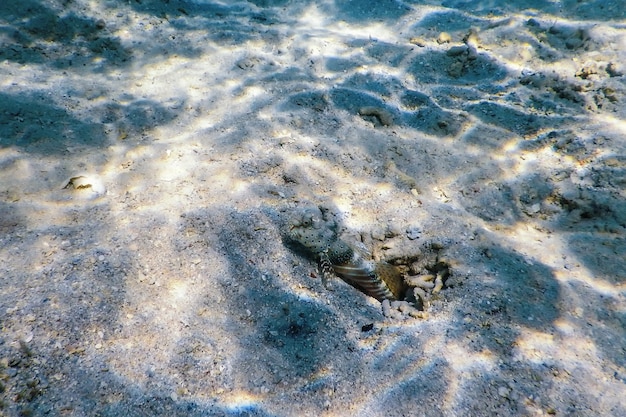 Gobio langostino manchado (Amblyeleotris guttata) bajo el agua, vida marina