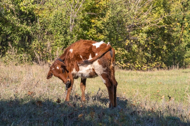 Gobio marrón joven en el pasto con el telón de fondo de un bosque verde