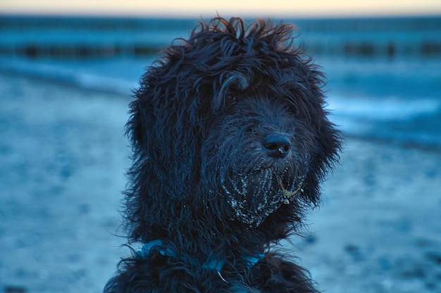 Godendoddle em retrato na praia do Baltic Sea Dogs tiro foto animal