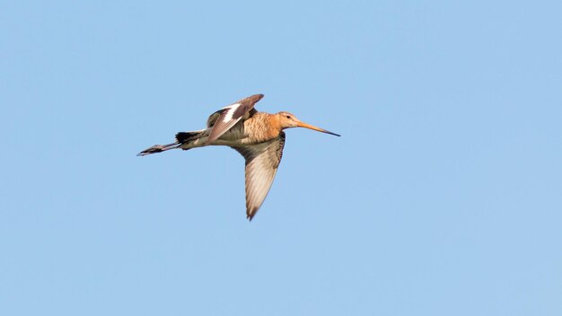 El Godwit en vuelo