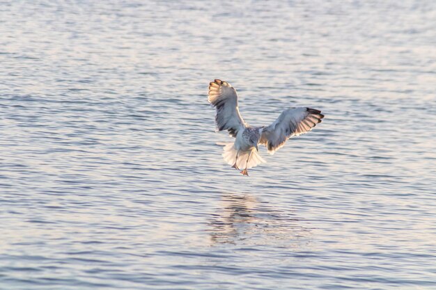 Goeland en vuelo sobre el aguaxA