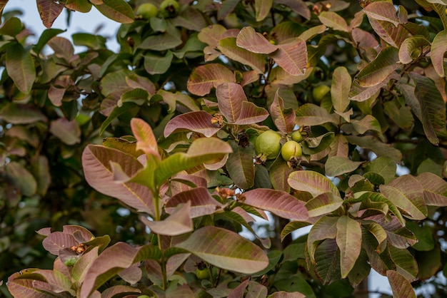 goiaba em um jardim tropical orgânico