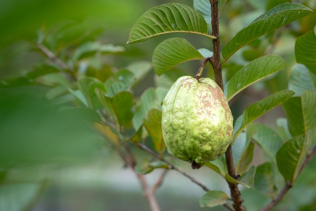 Goiaba verde pendurada na árvore na fazenda agrícola