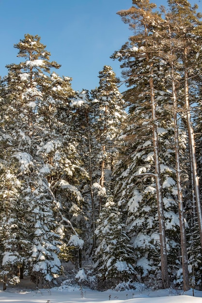 Golcuk / Bolu / Turquía, paisaje nevado de invierno. Foto de concepto de viaje.