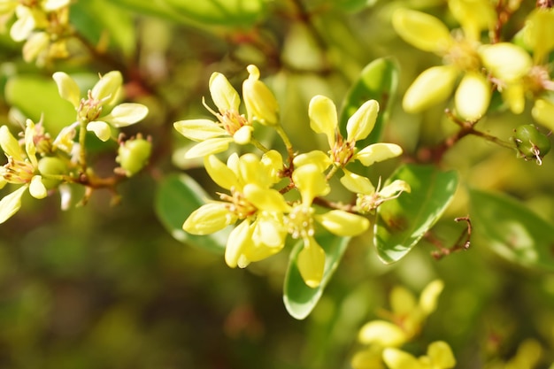 Gold Dusche Galphimia gracilis gelbe Blüten Nahaufnahme