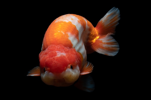 Gold Fish, animal de estimação na cultura asiática do Japão e da China, para a sorte no tradicional