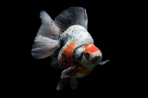 Gold Fish, mascota en la cultura asiática, japón y china, para la suerte en lo tradicional