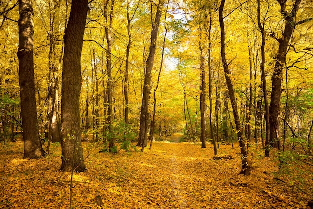Gold Herbstlandschaft mit Fußweg Schöne Bäume fallen Meer