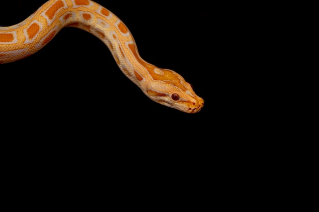 Gold Python, Python reticulada (Python reticulatus).