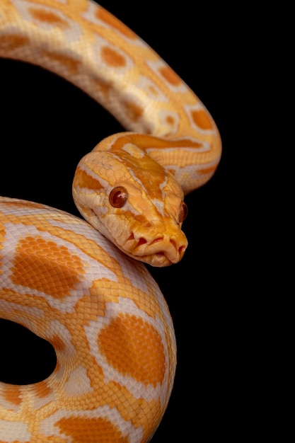 Gold Python, retikulierte Python (Python reticulatus).